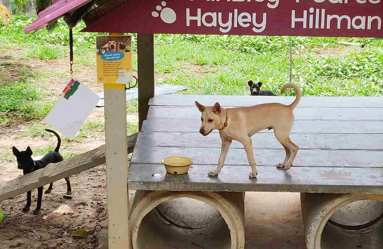  Lanta Animal Welfare Center, Koh Lanta