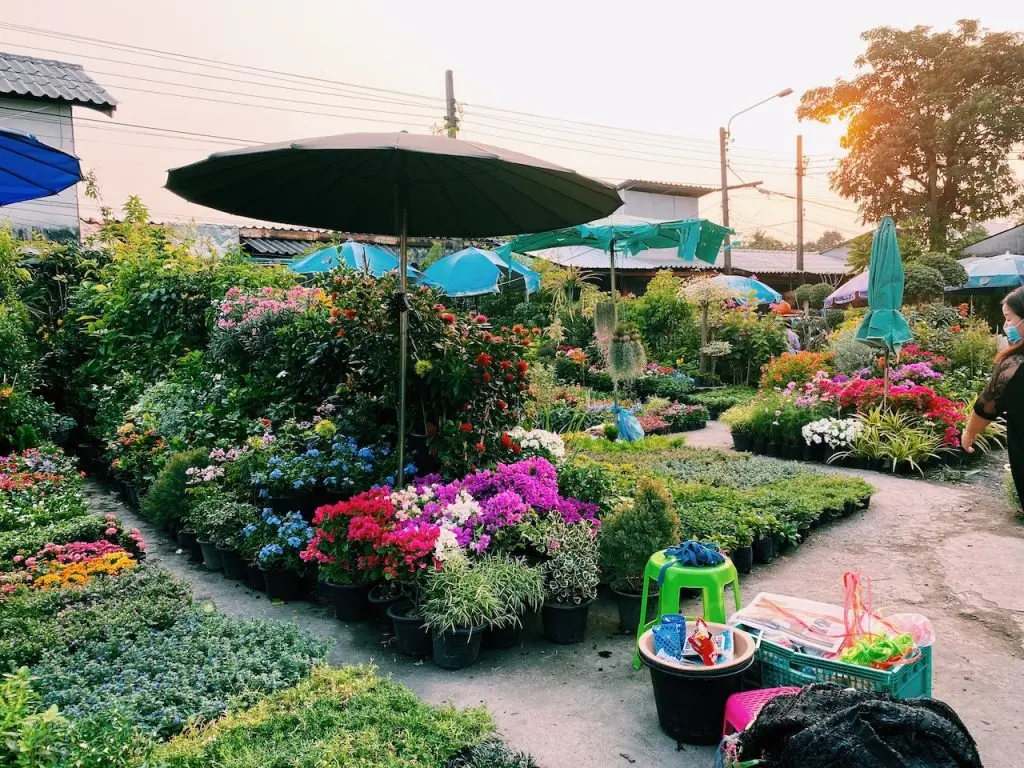 Exotic Plants and Gardening Supplies in Chatuchak Market